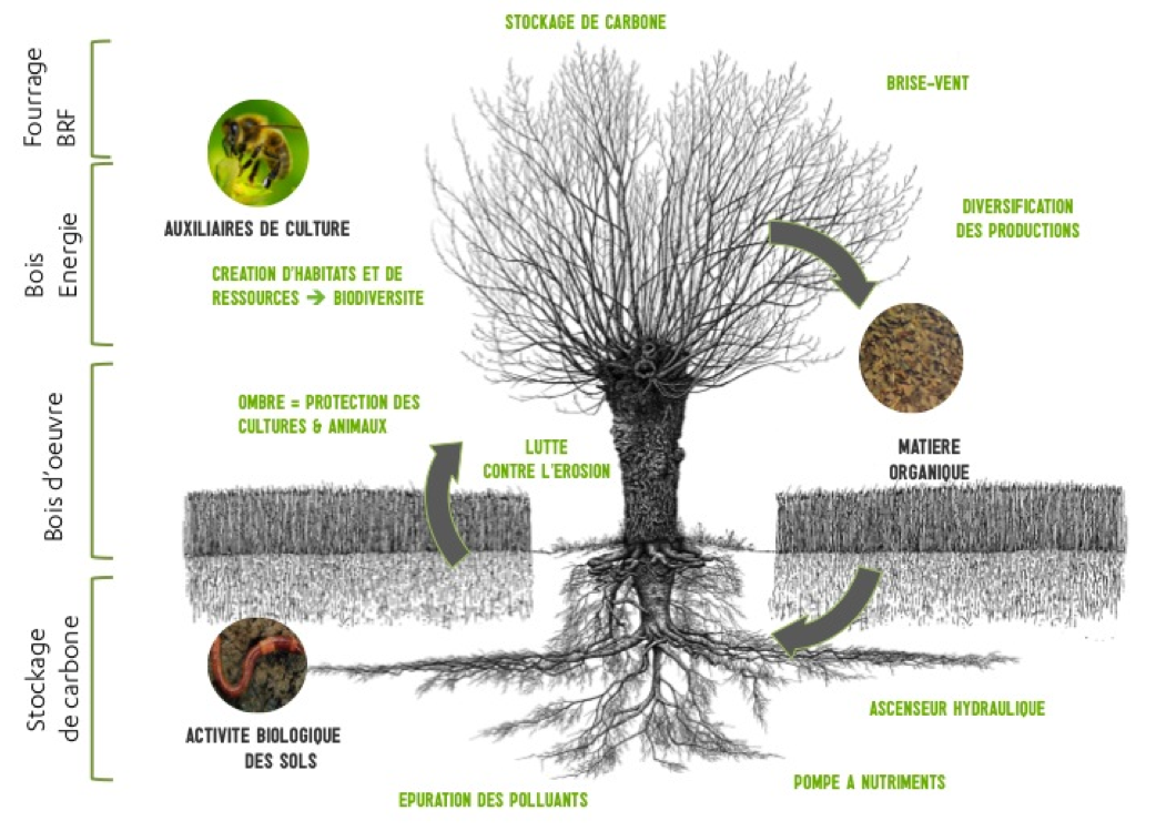 Apports de l’arbre en milieu agricole © Association française d’agroforesterie
