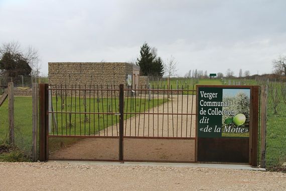 Verger communal de collection à Corbeilles-en-Gâtinais (45). Crédit : CAUE du Loiret