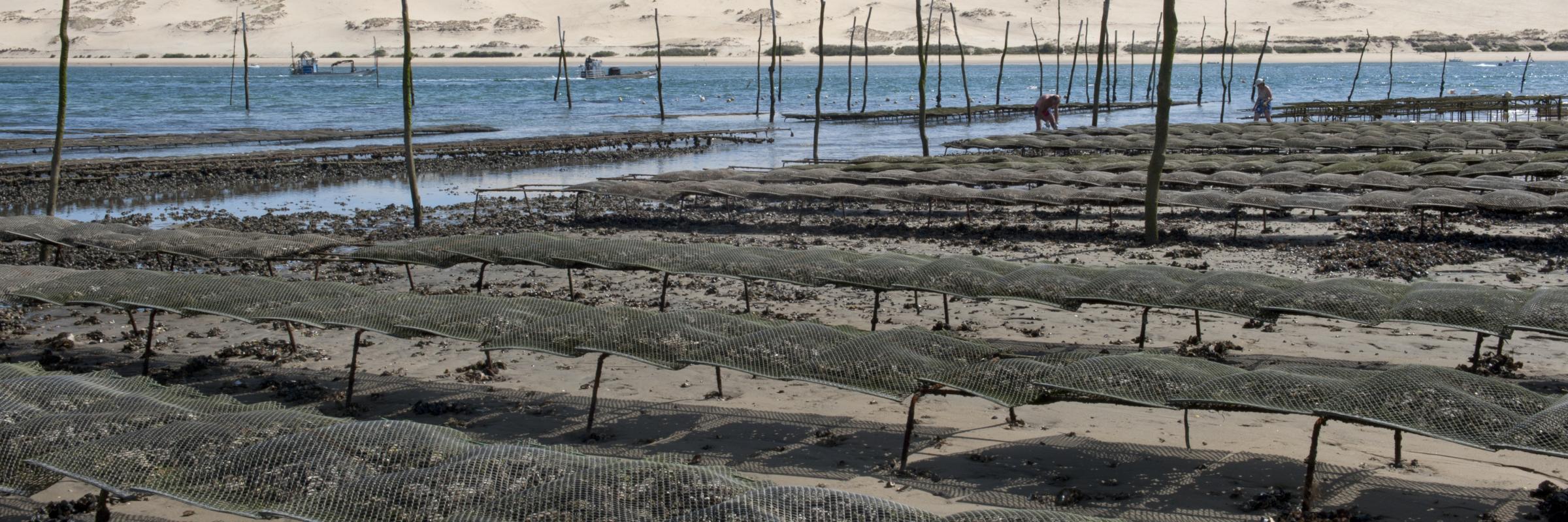 Pêche et aquaculture