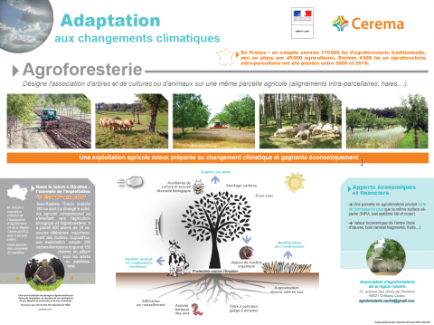 Adaptation au changement climatique Agroforesterie