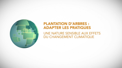 Plantation d'arbres