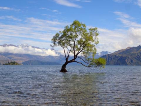 arbre penché dans l'eau