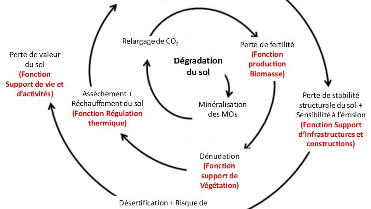 Crédit : C. Franck-Néel, adapté de Lal, 2012 (Climate Change and Soil Degradation Mitigation by Sustainable Management of Soils and Other Natural Resources, Agric Res, July–September 2012, 1(3):199–212).